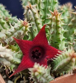 Huernia confusa pink eye